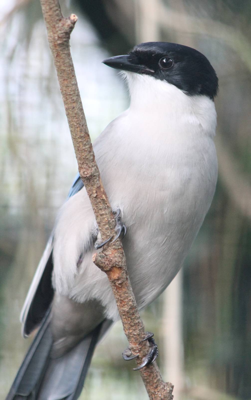 Azure-winged magpie