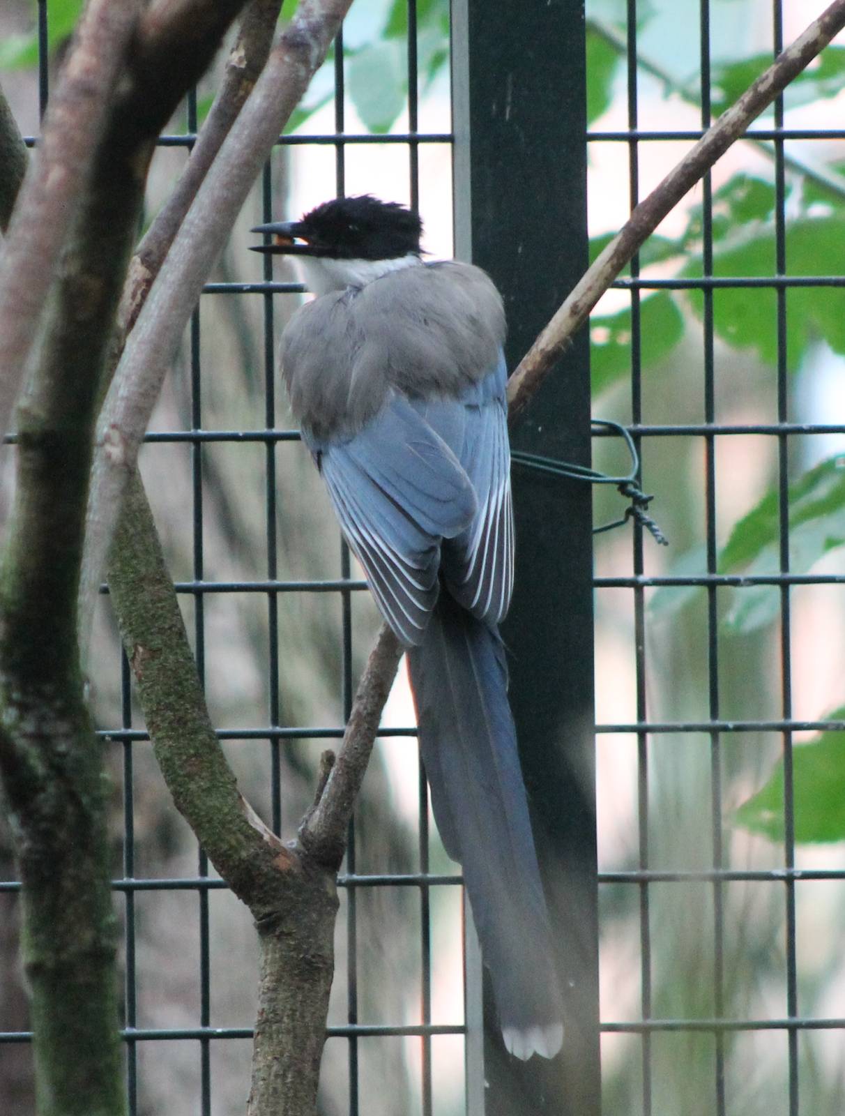 Azure-winged magpie