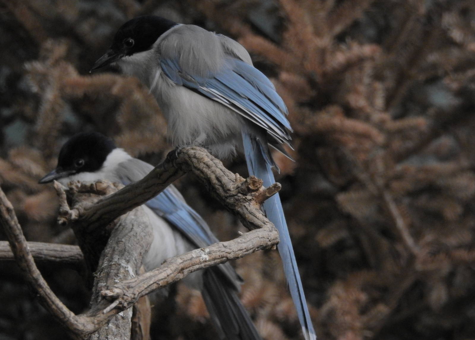 Azure Winged Magpie
