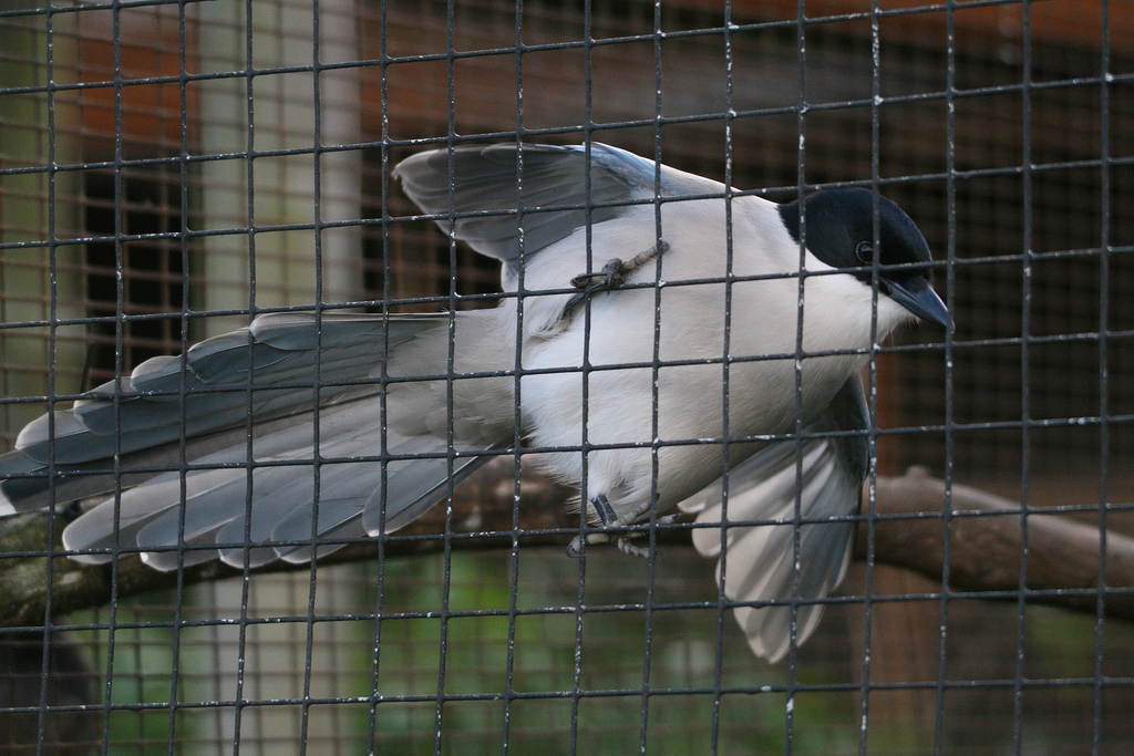 Azure-Winged magpie