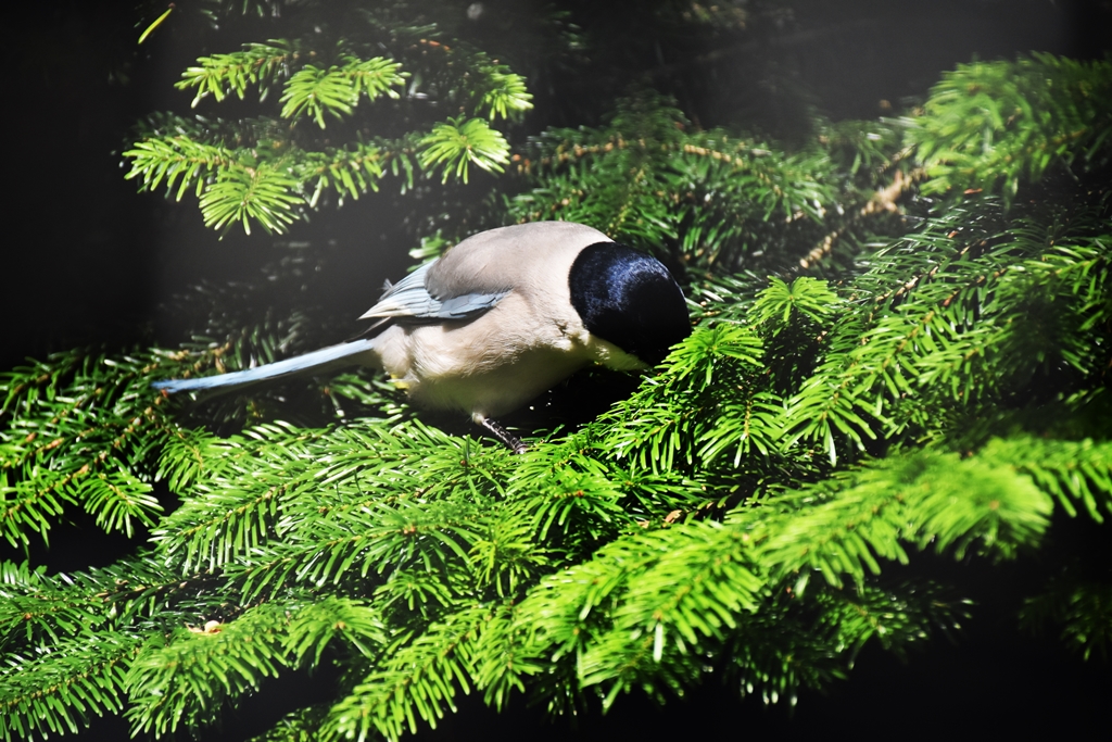 Azure-winged magpie