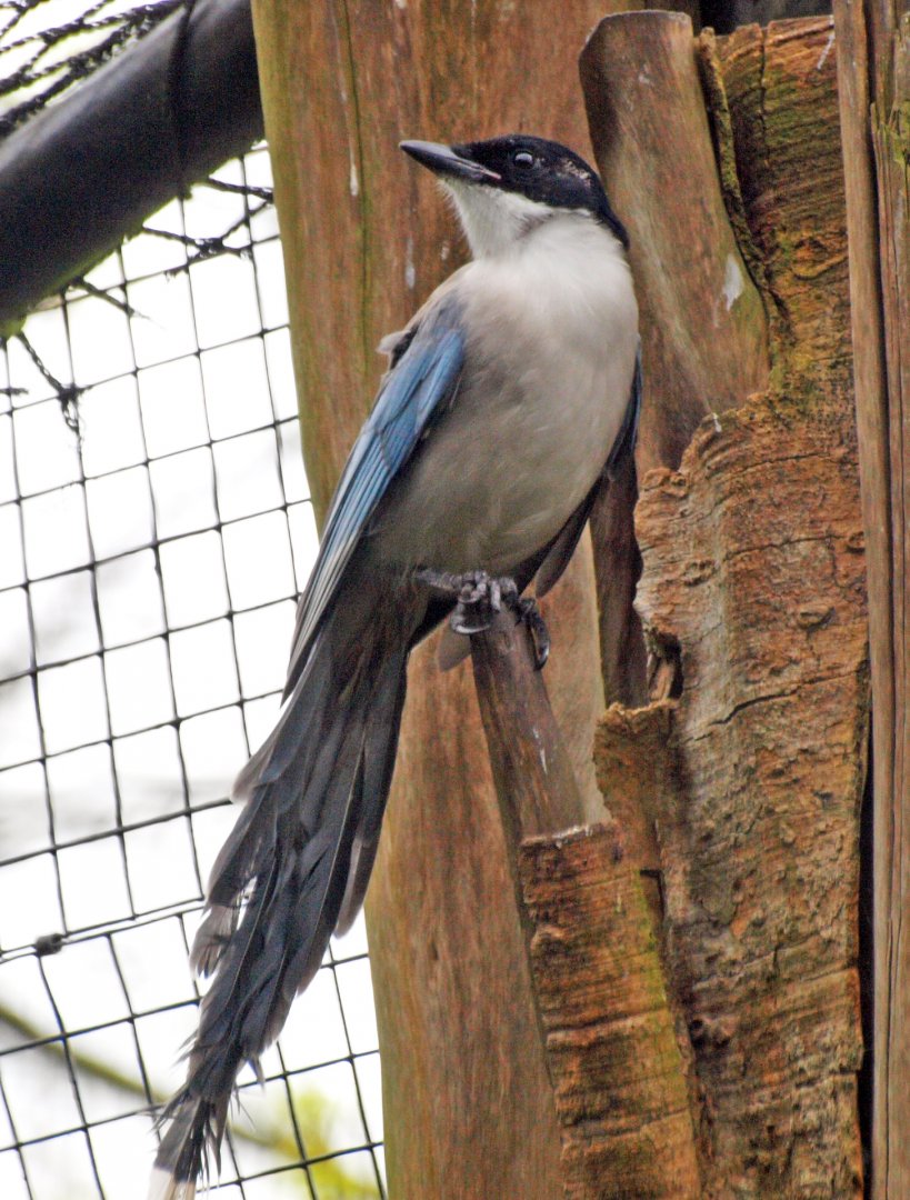 Azure-winged magpie
