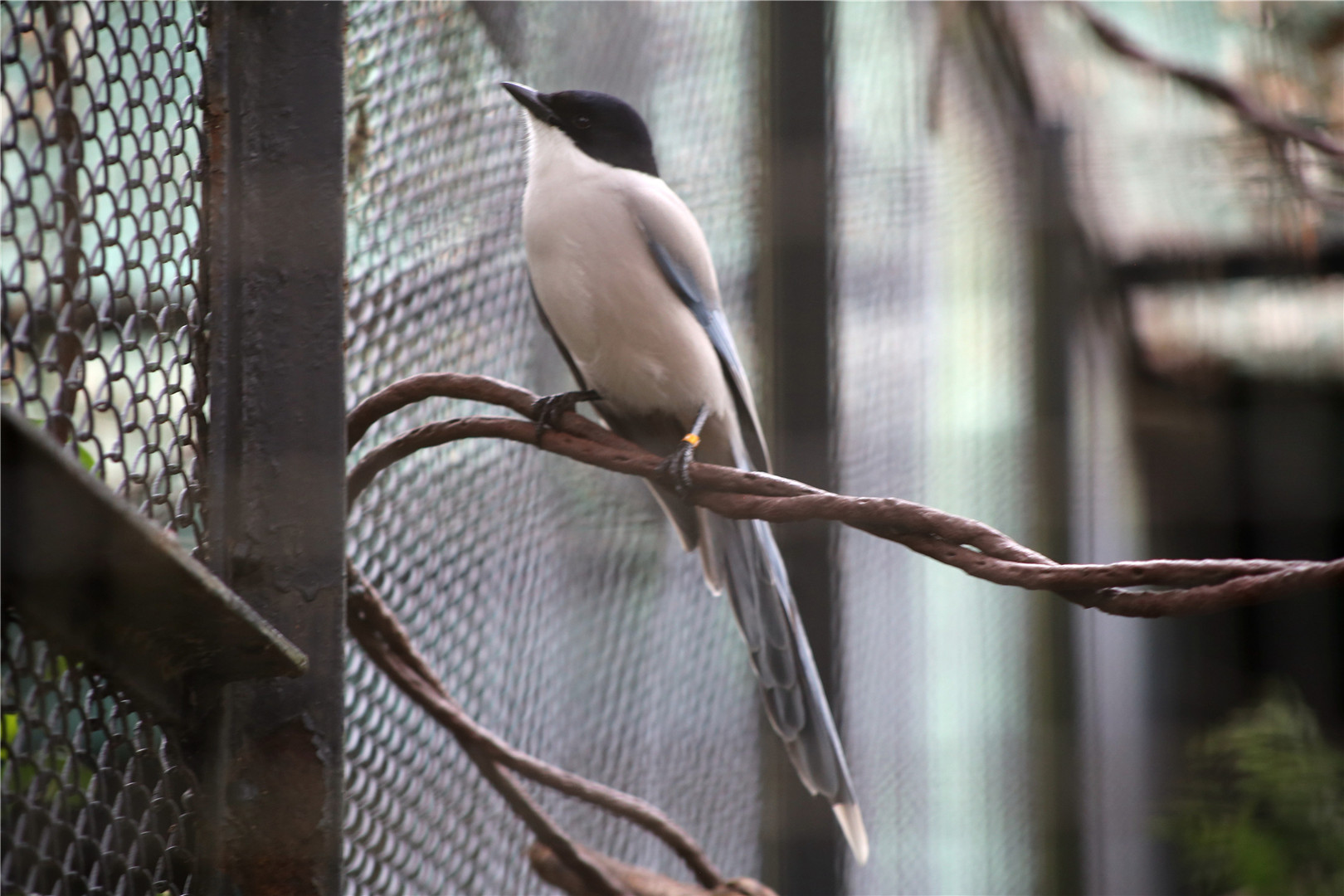 Azure-winged magpie