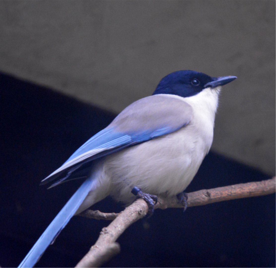Azure Winged Magpie