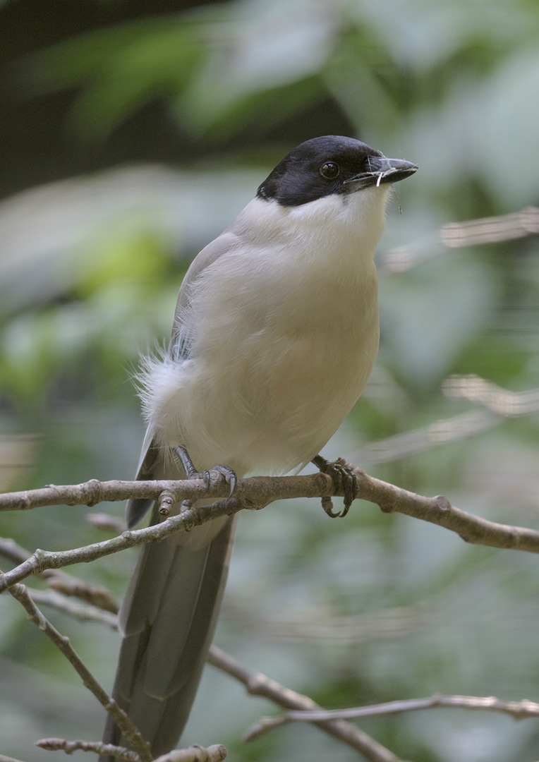 Azure-winged magpie