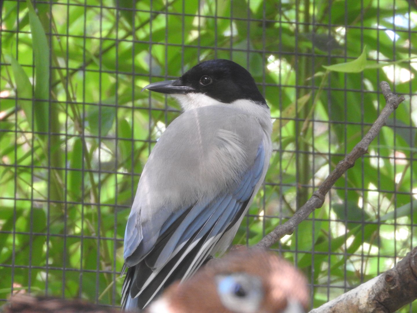 Azure-winged Magpie