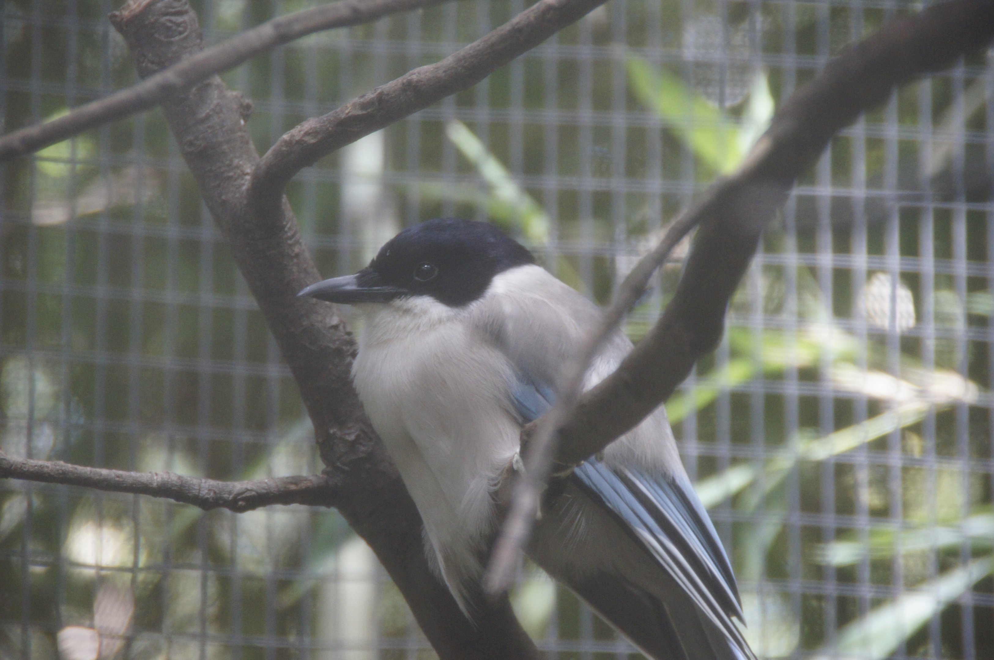 Azure-Winged Magpie