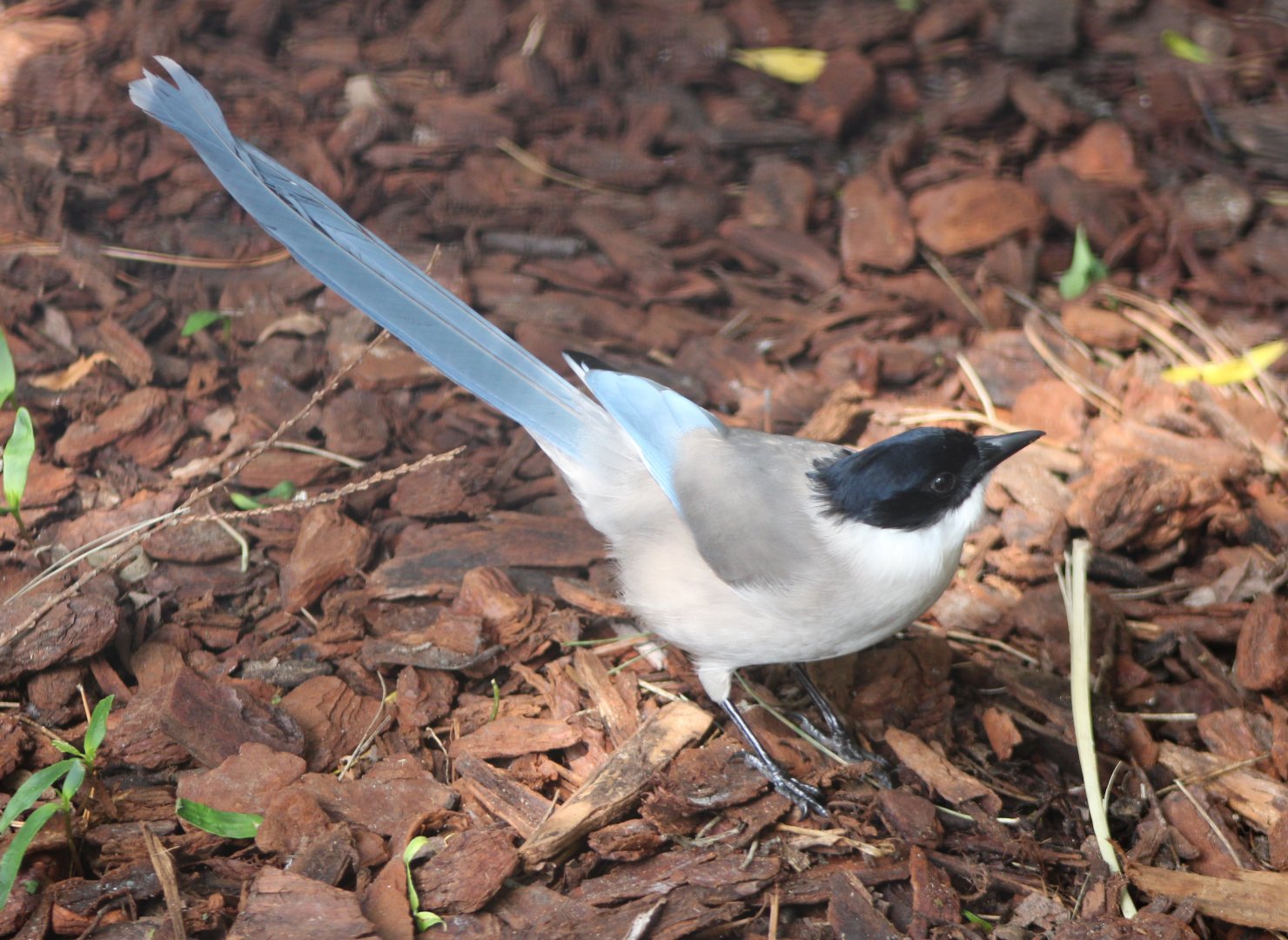 Azure-winged magpie