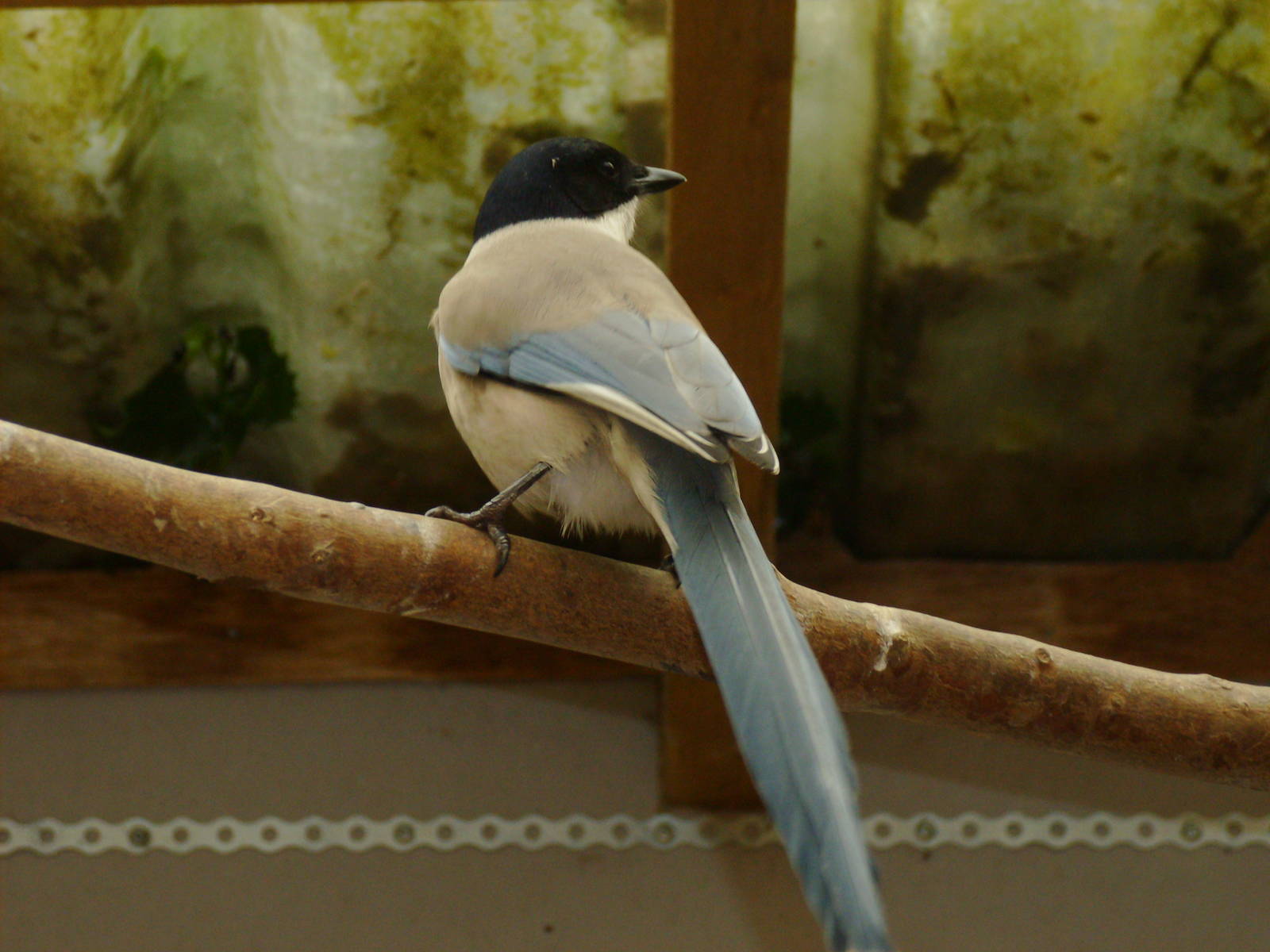 Azure Winged Magpie