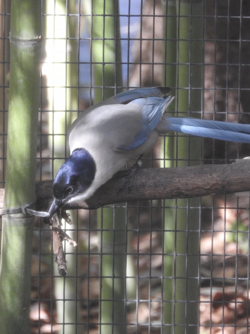 Azure-winged Magpie