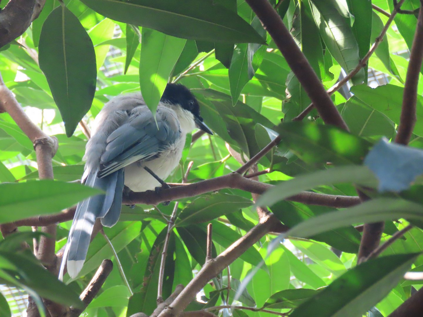 Azure-winged magpie