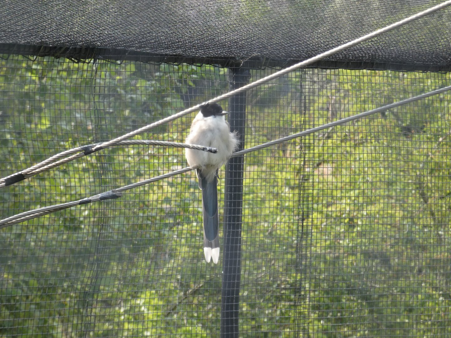 Azure-winged magpie