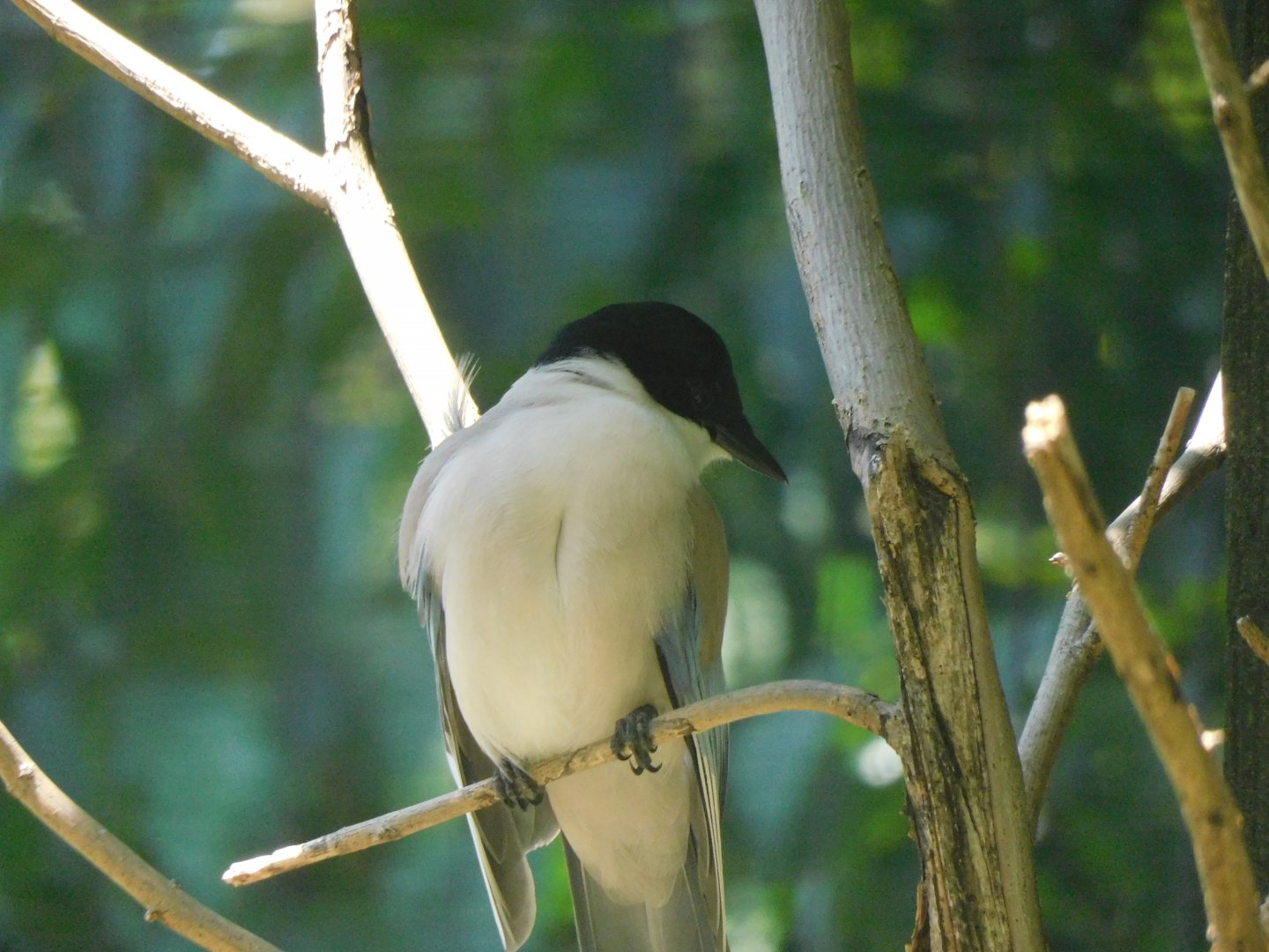 Azure winged magpie