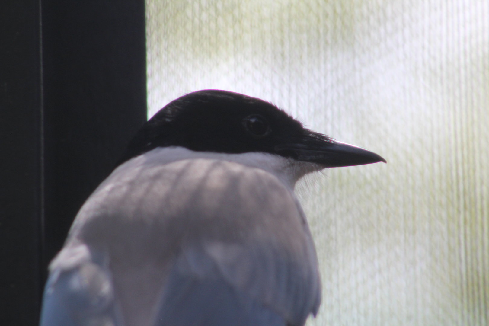 Azure-winged Magpie