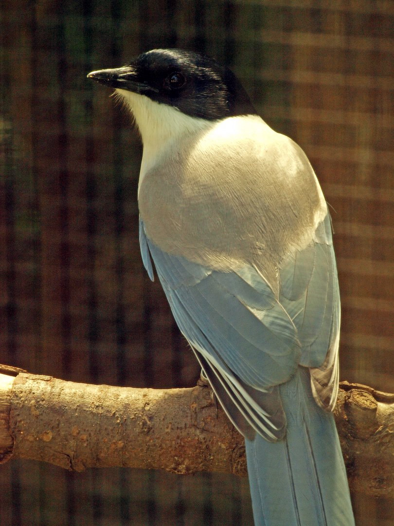 Azure-winged magpie