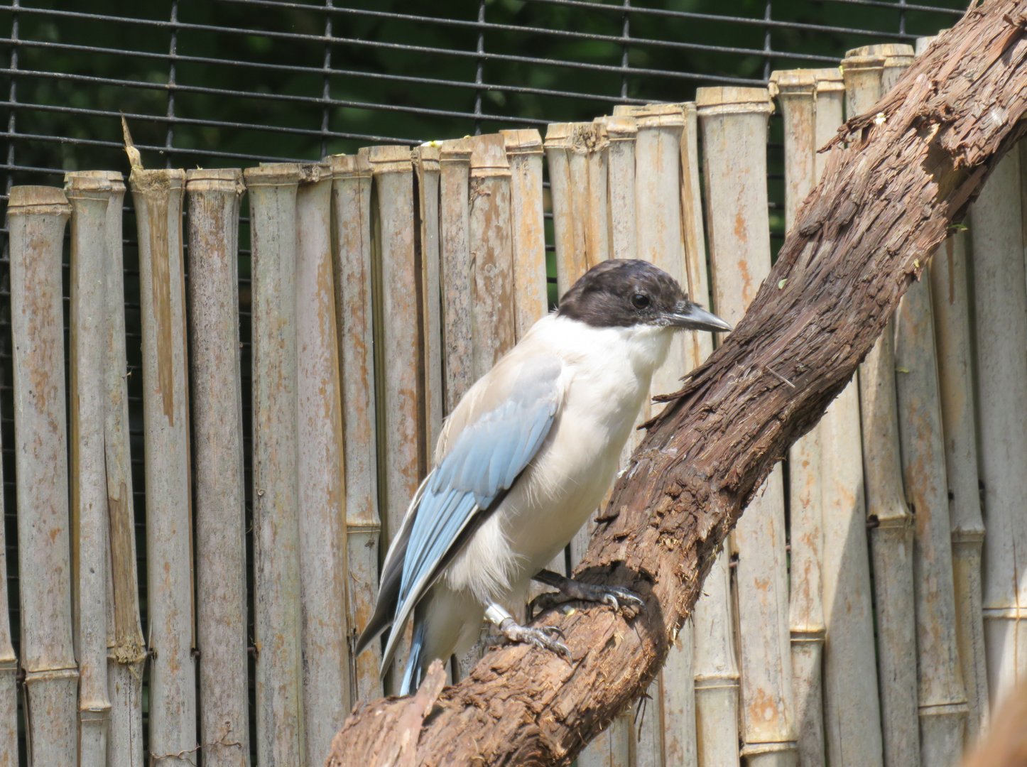 Azure-winged magpie