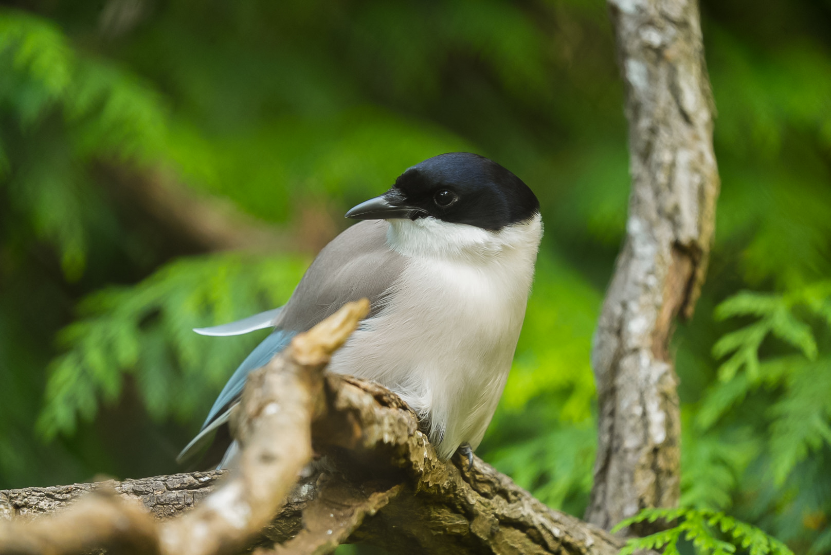 Azure-winged Magpie
