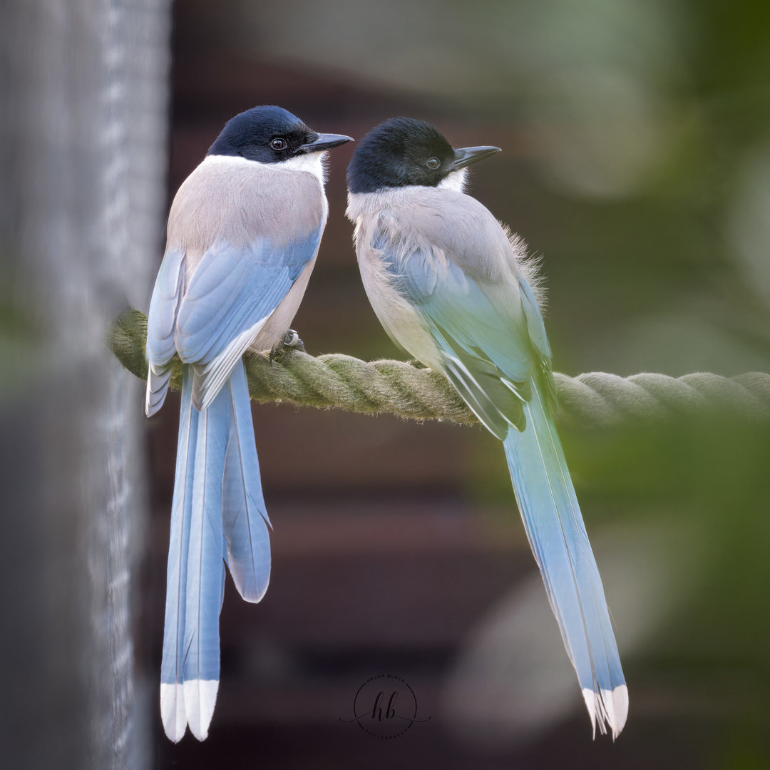 Azure winged Magpies / Hamerton 3-2-23