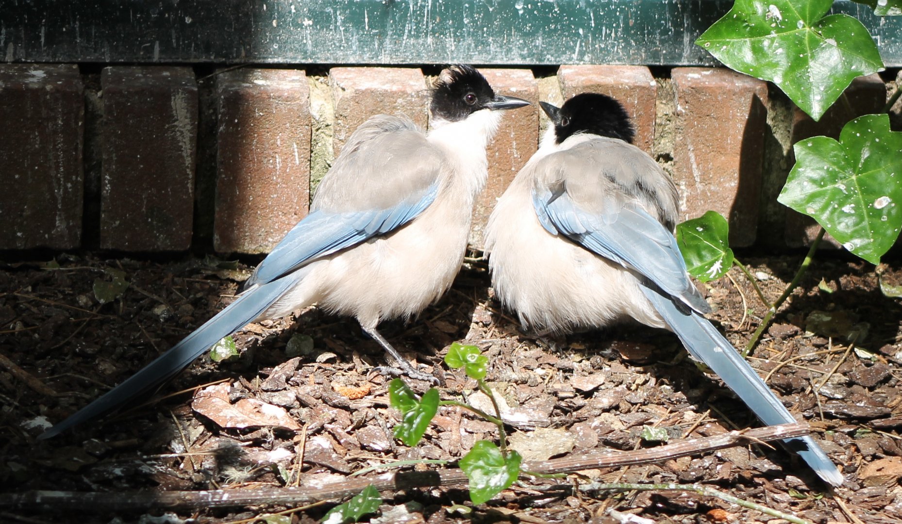 Azure-winged magpies