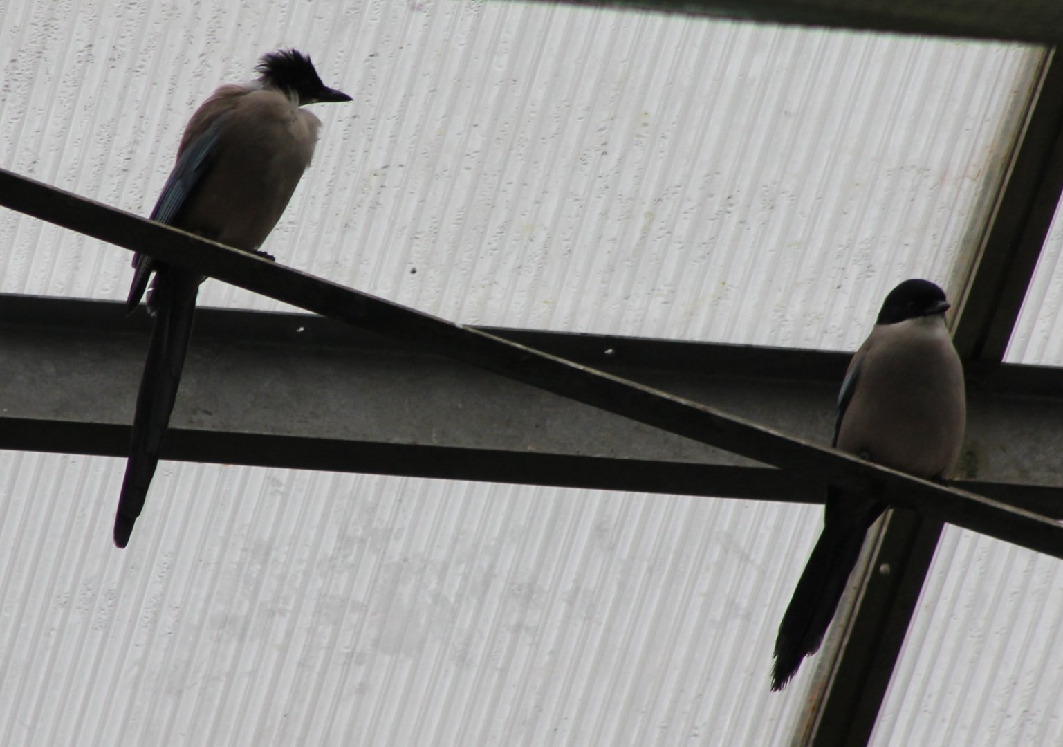 Azure-winged magpies