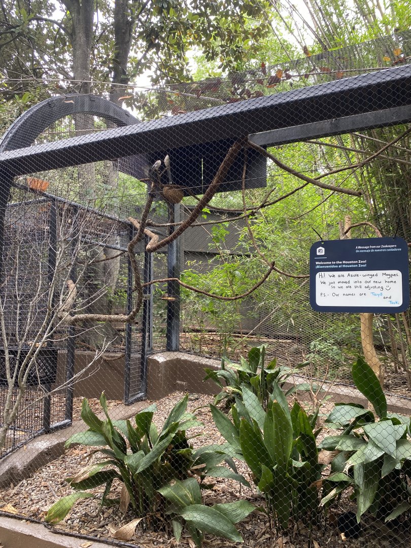 Azure Winged Magpies