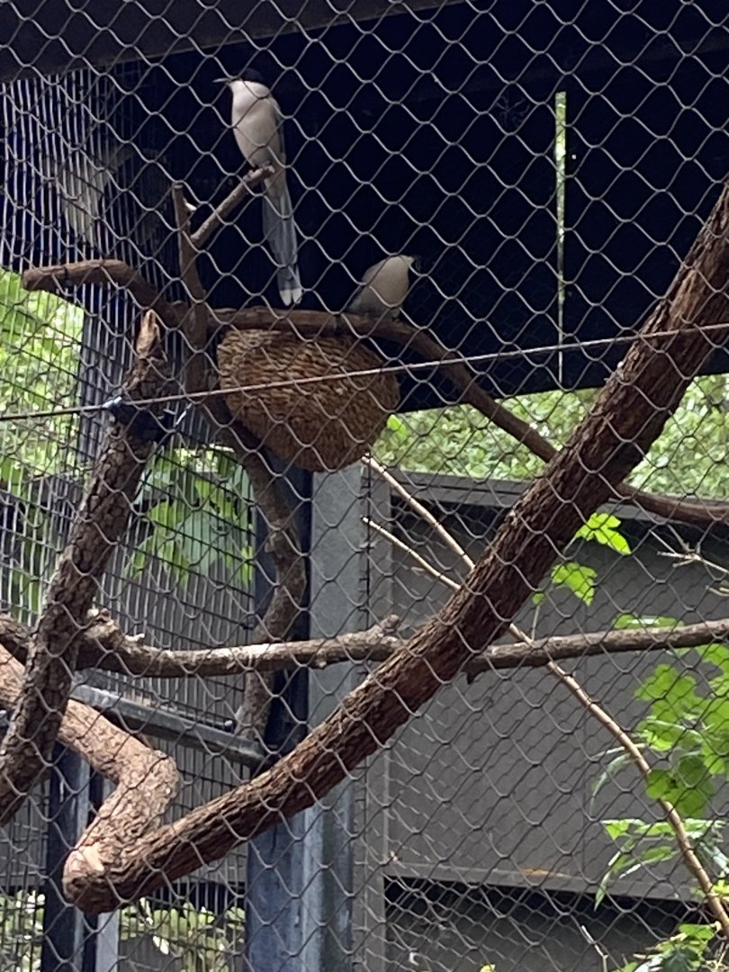 Azure Winged Magpies