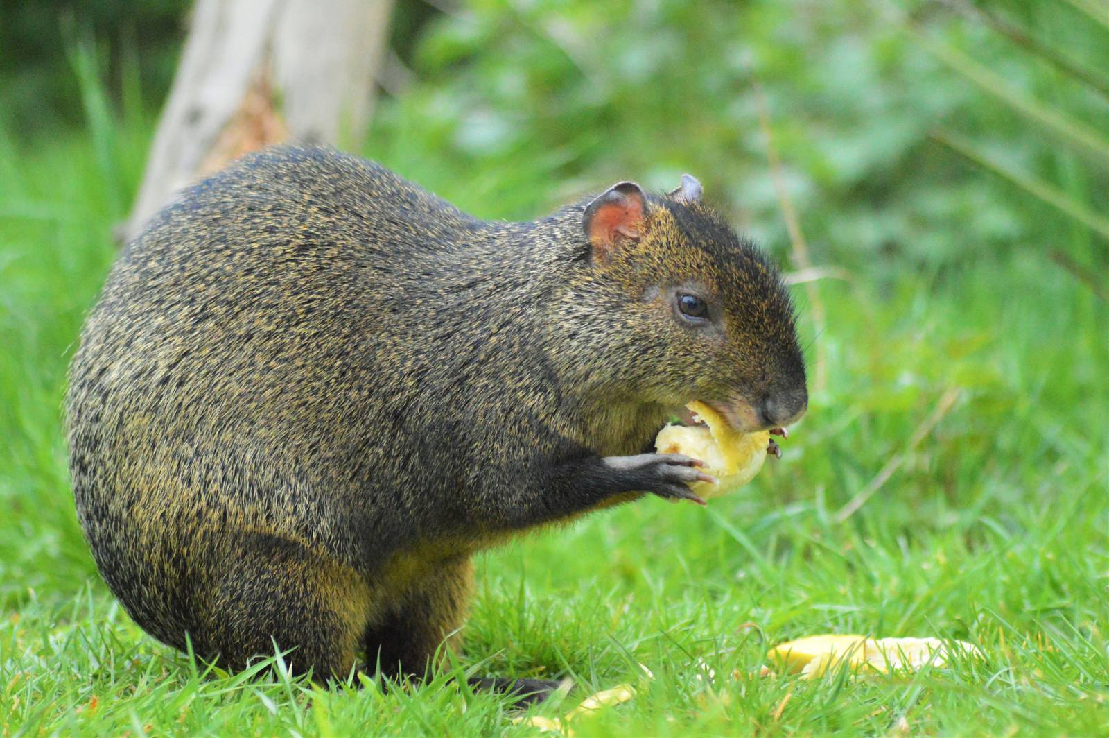 Azures Agouti