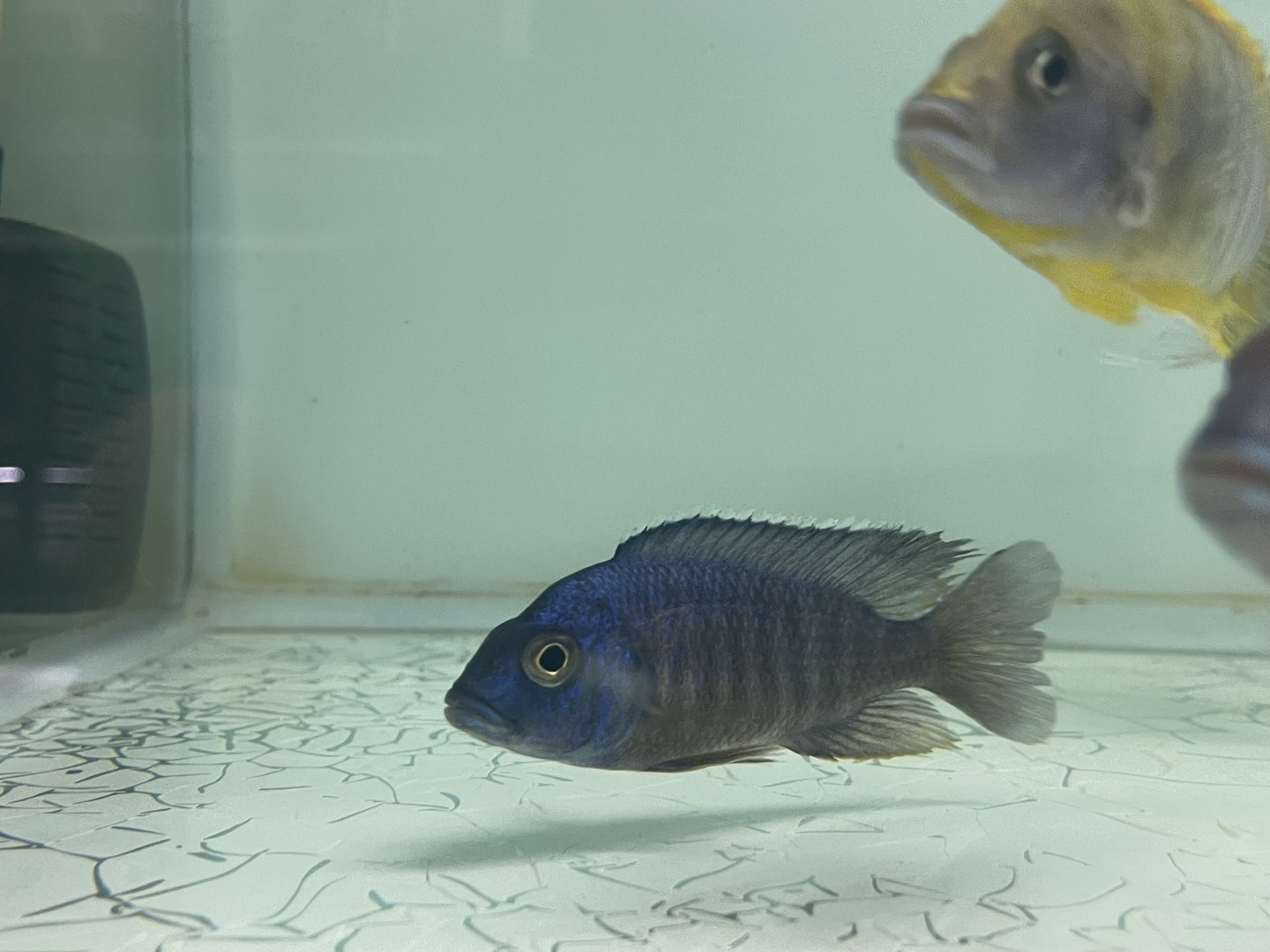 azureus cichlid (cf. copadichromis azureus)