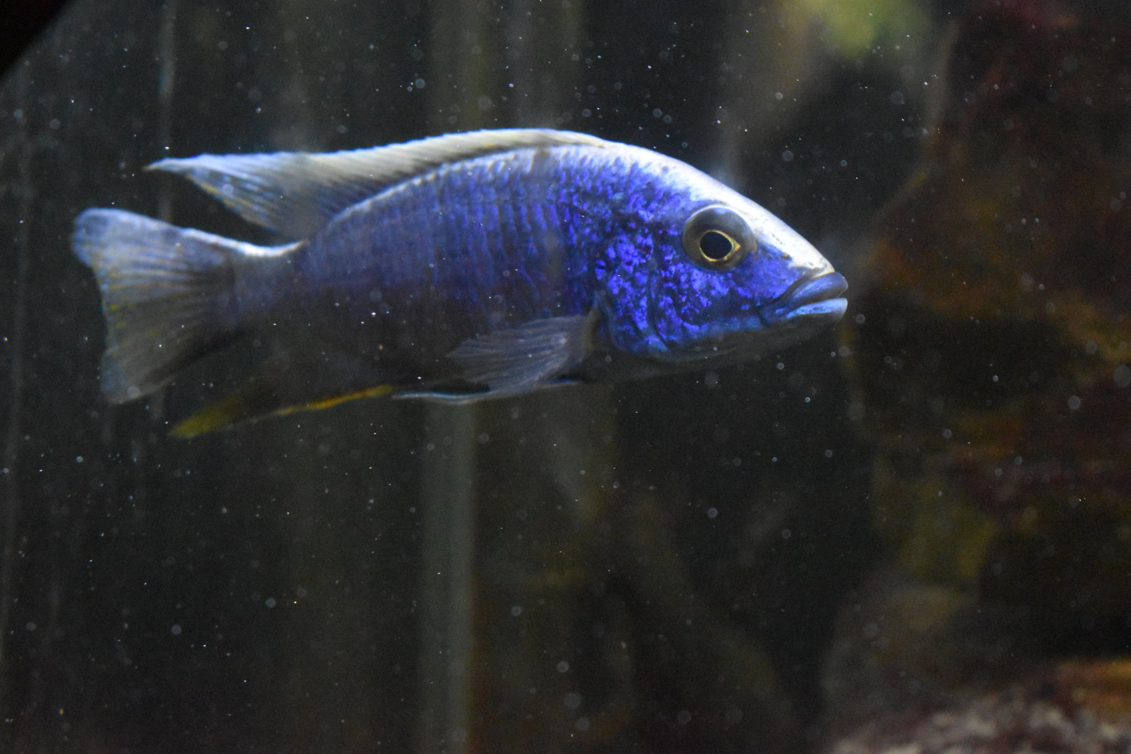 Azureus Cichlid