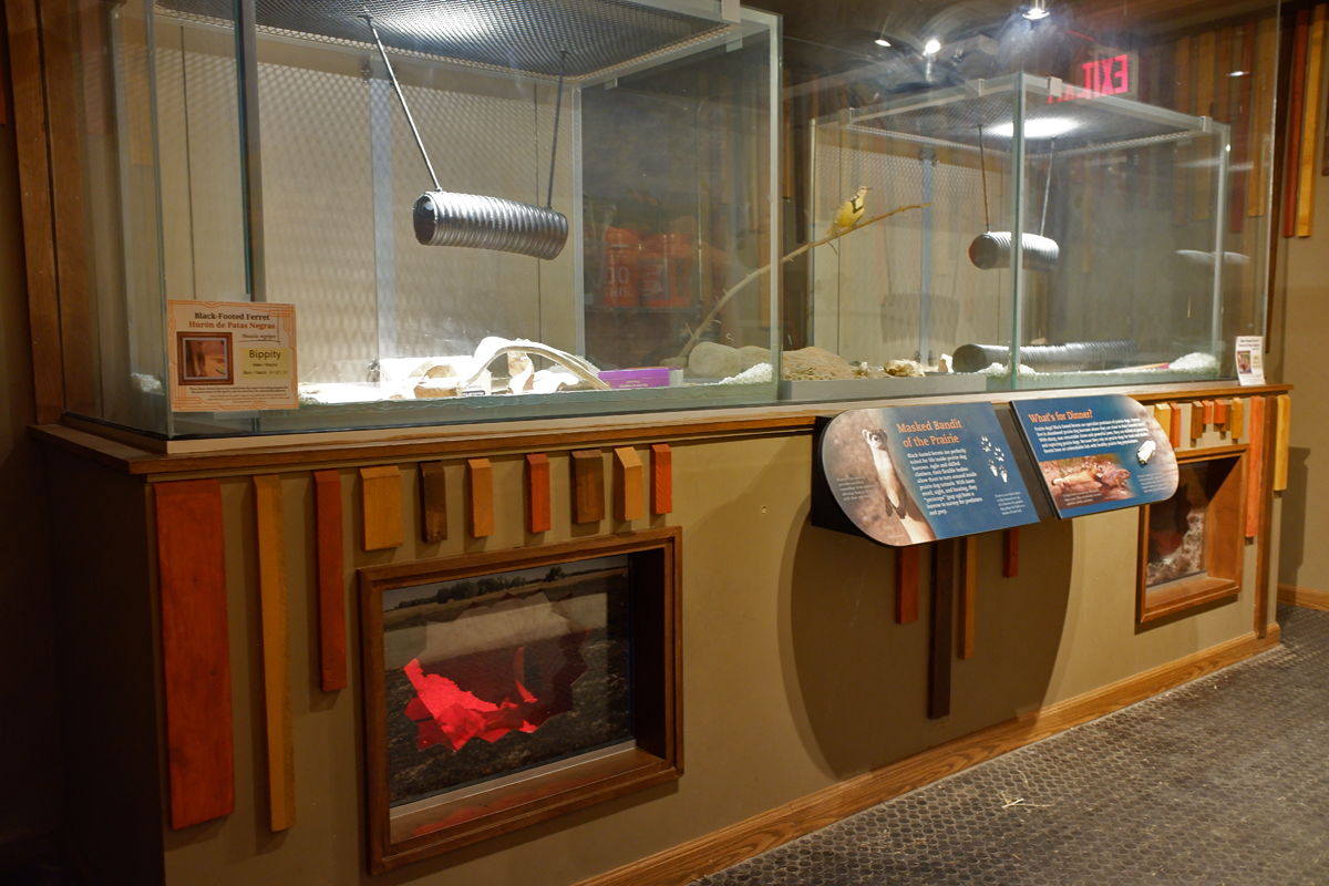 b.f. ferret exhibit interior