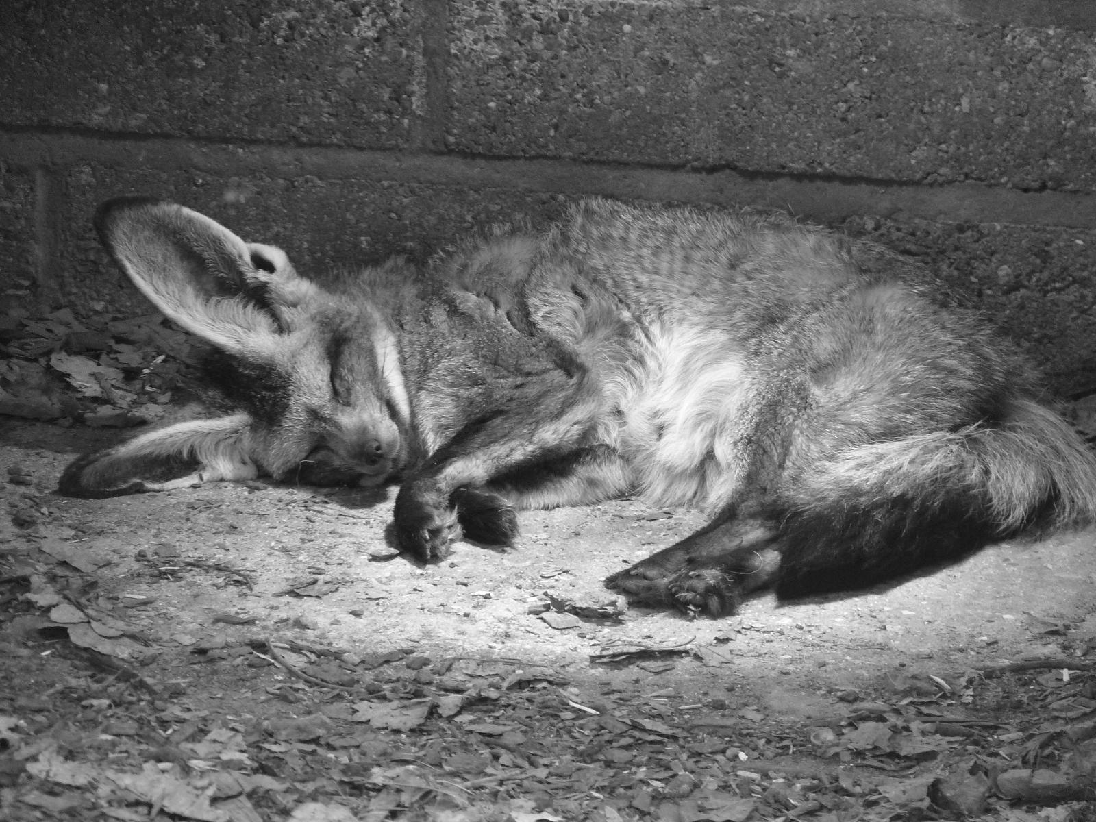 B/W Bat-Eared Fox