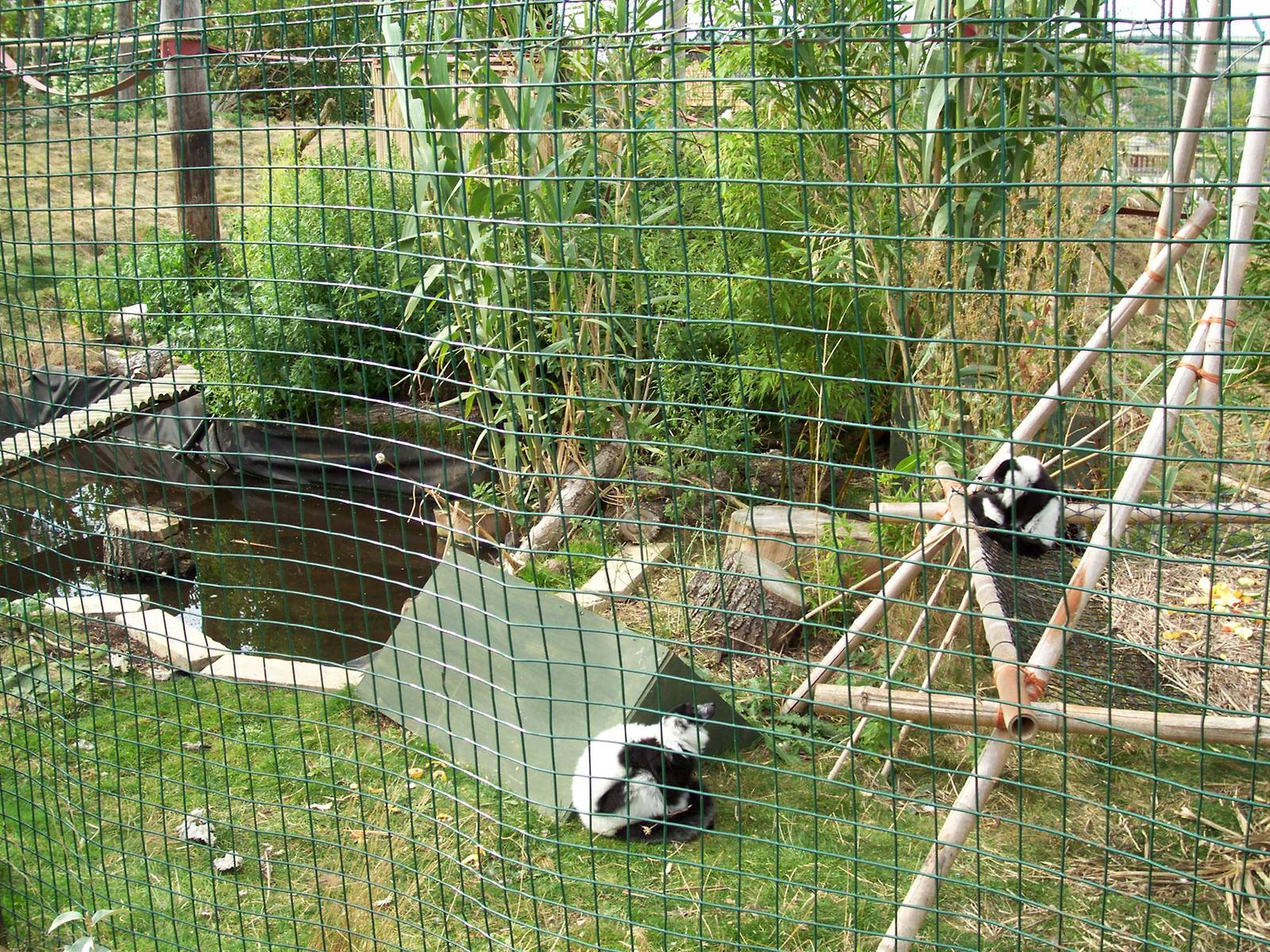 B+W Ruffed Lemur baby and parent