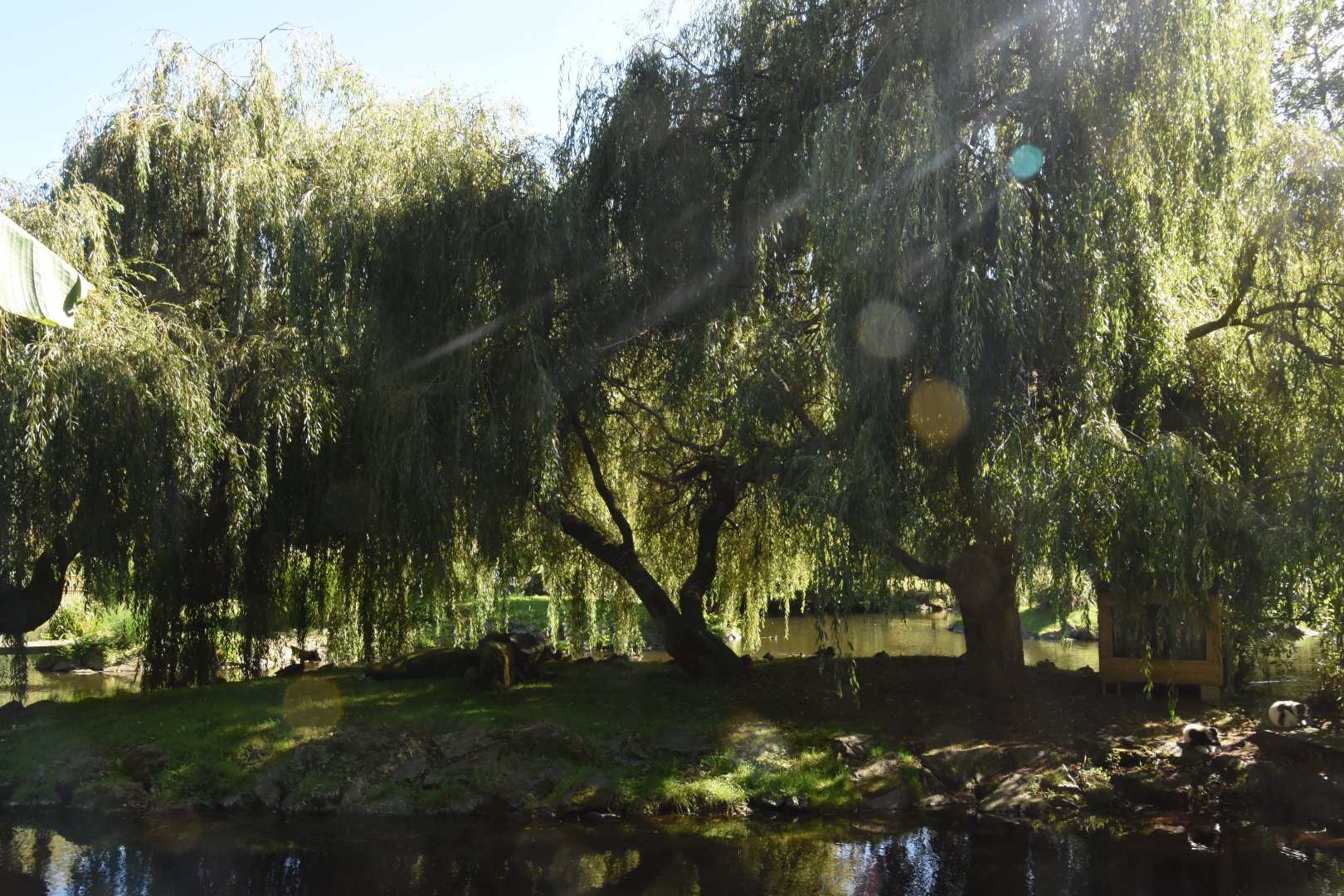 B&W-ruffed Lemur island