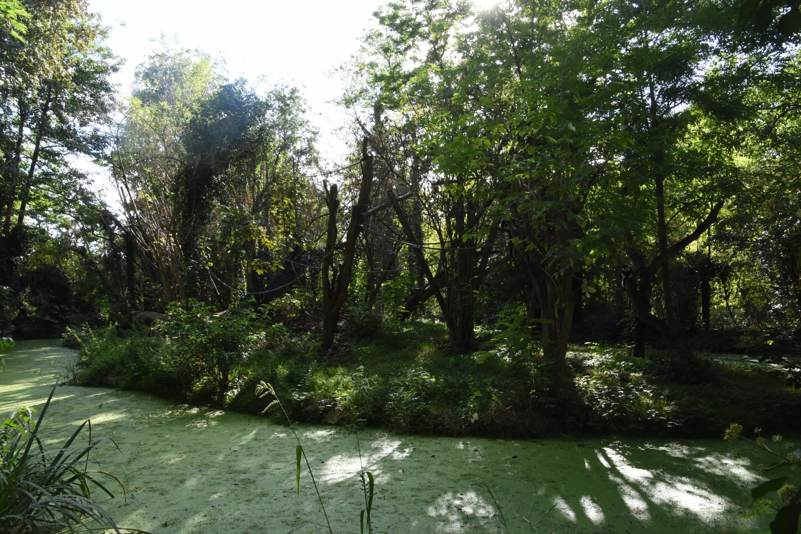 B&W Ruffed Lemur island