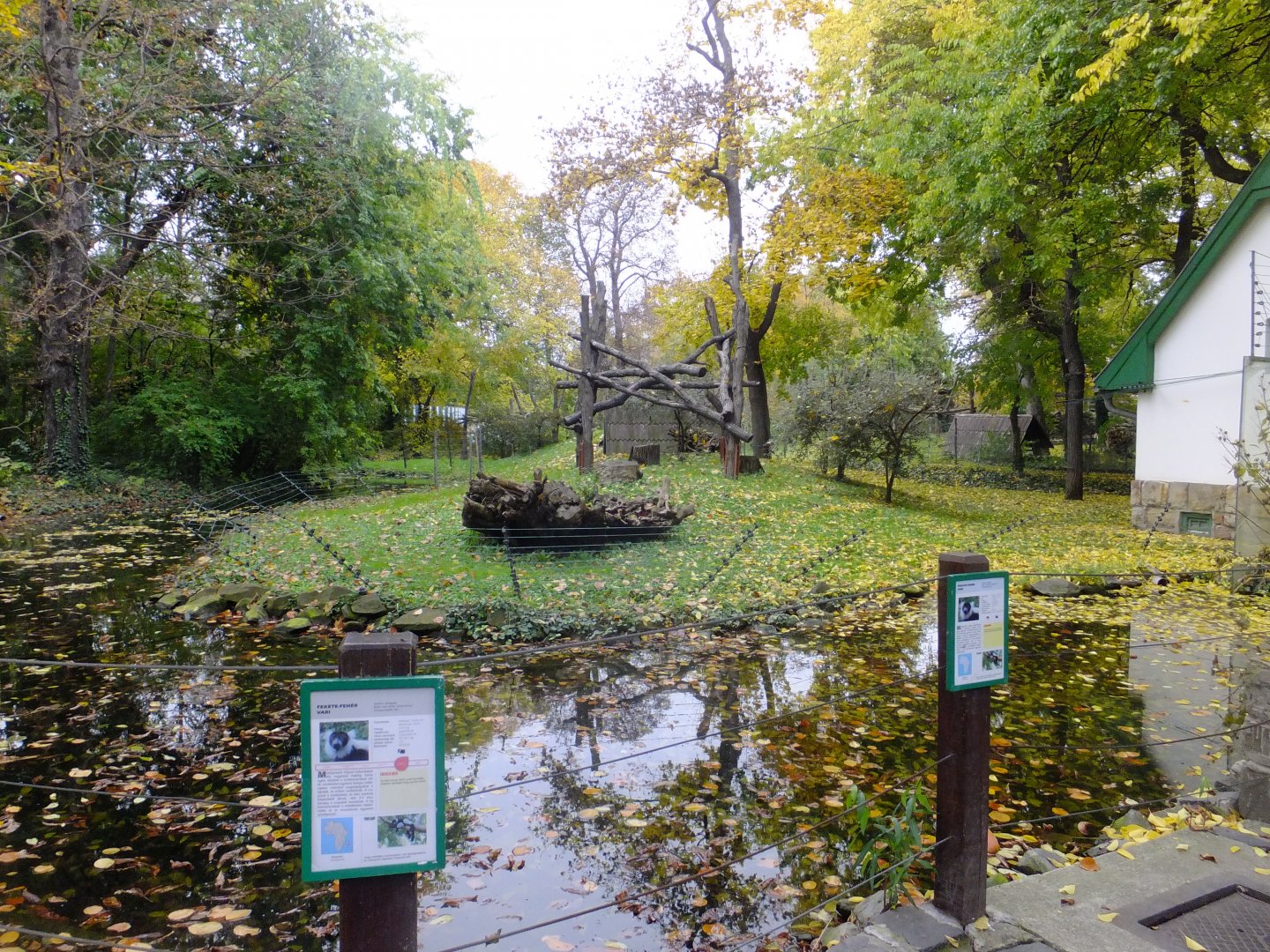 B+W Ruffed lemur island