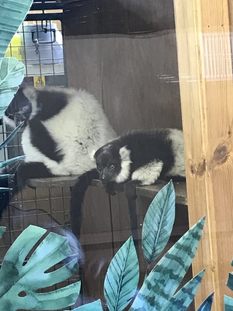 B&W ruffed lemur mum and baby