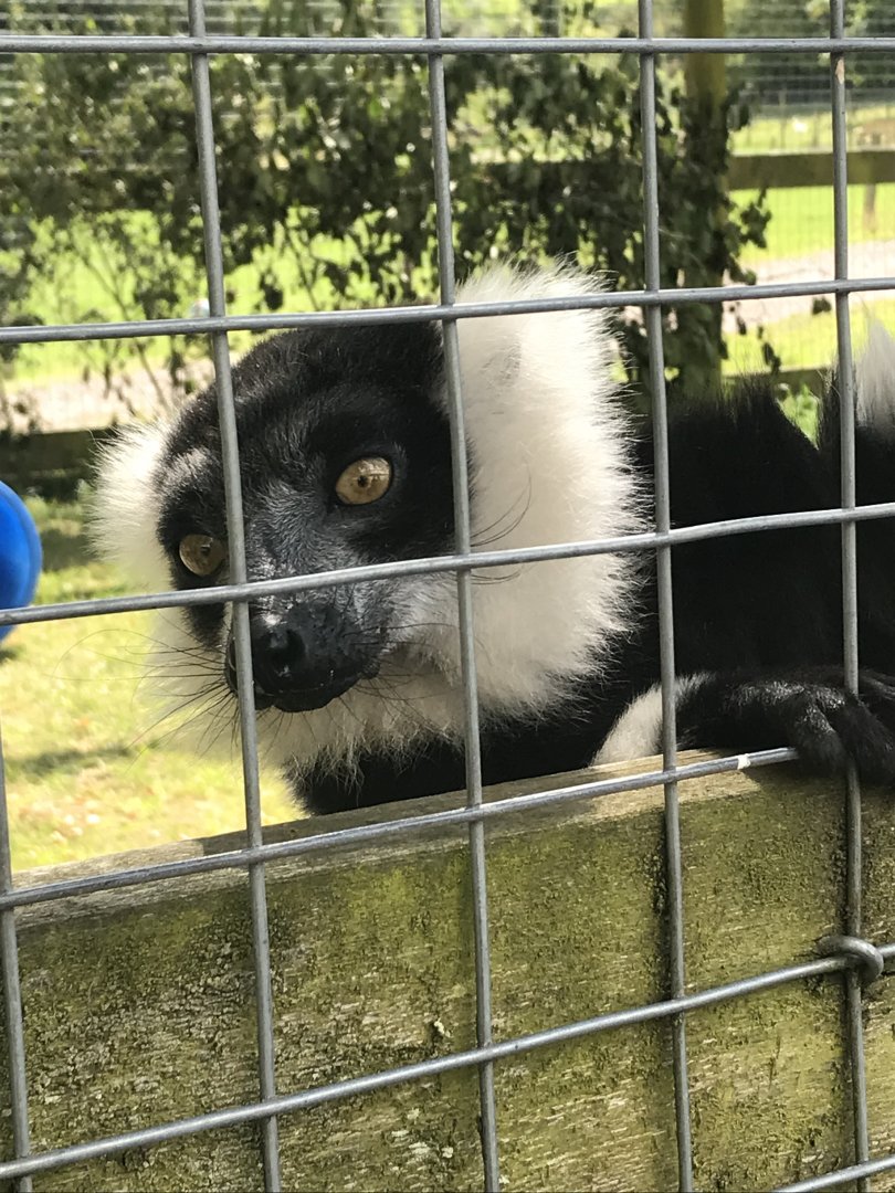 B&W ruffed lemur