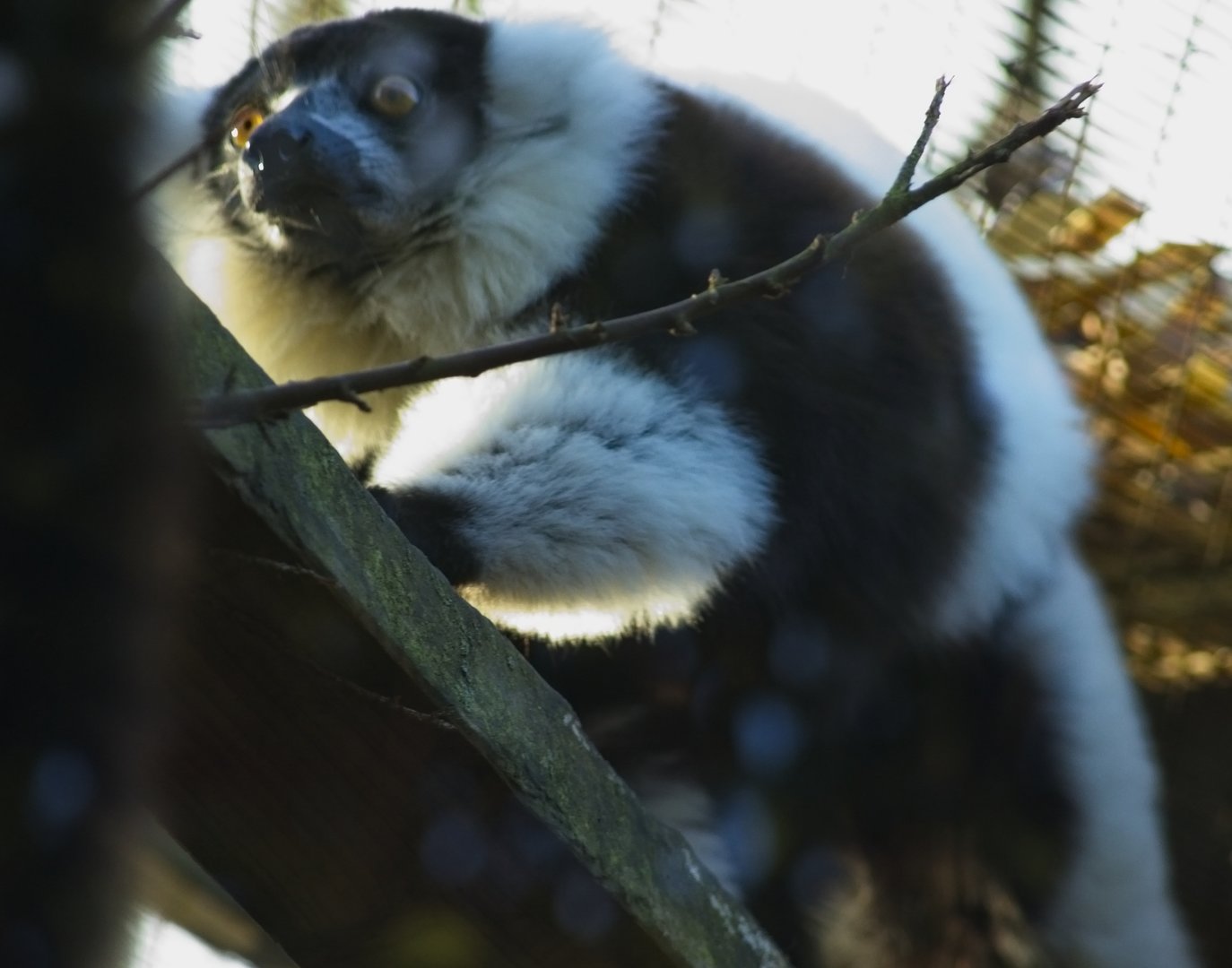 B & W Ruffed lemur