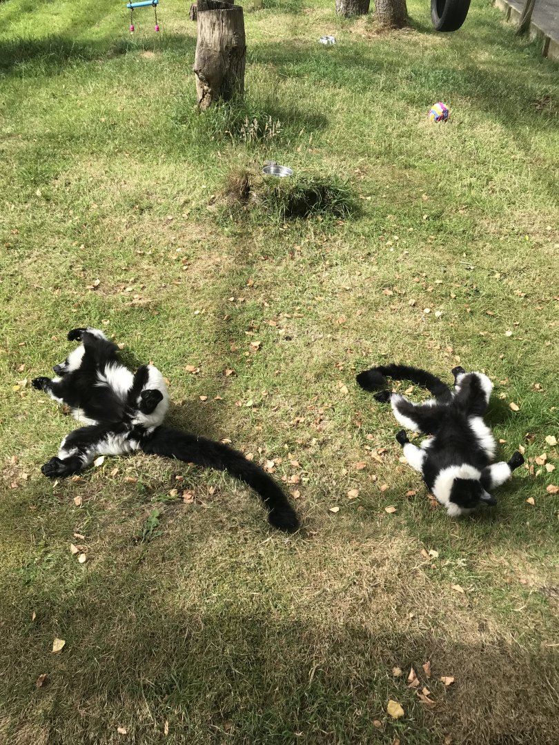 B&W ruffed lemurs