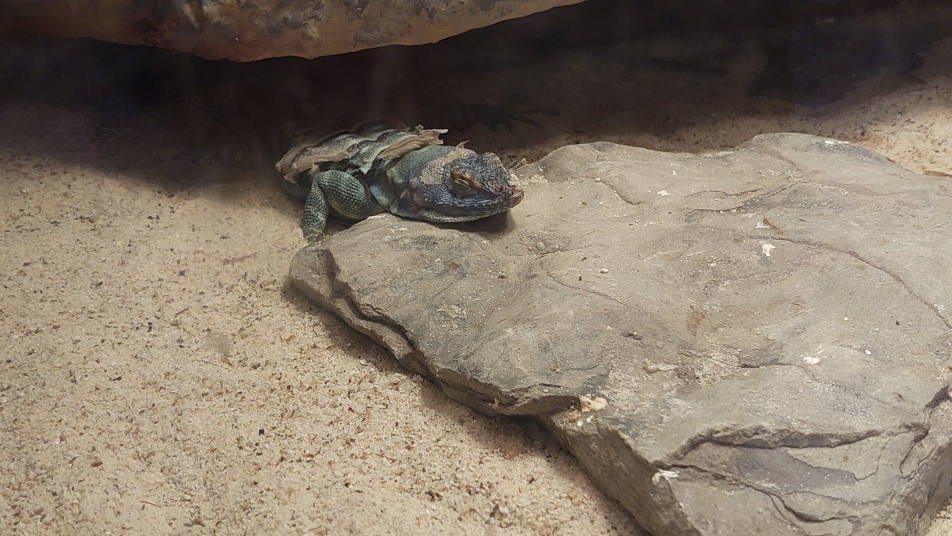 Ba blue rock lizard (Petrosaurus thalassinus)