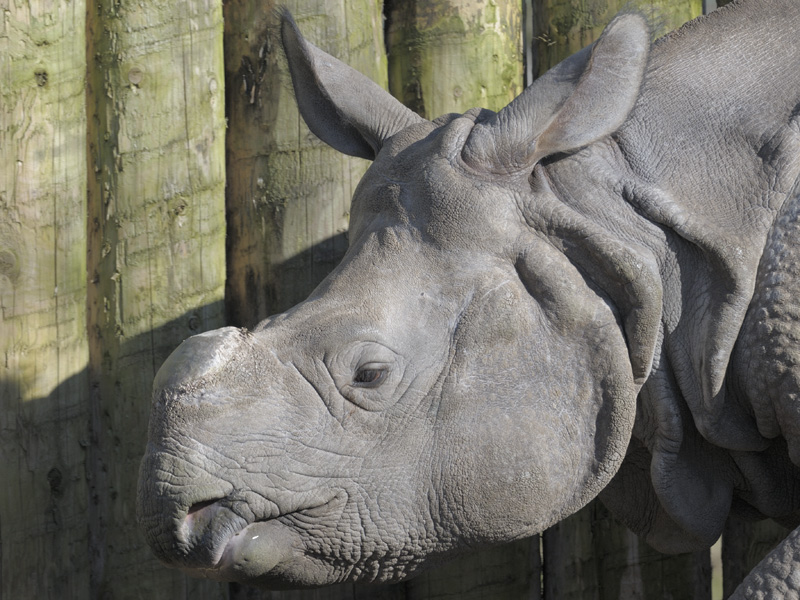 Baabu at Chester (1)