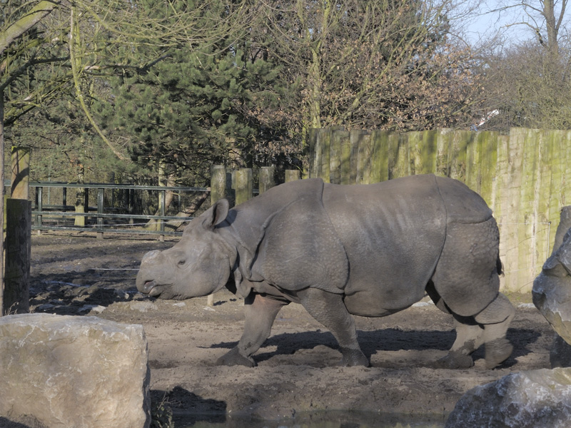 Baabu at Chester (2)