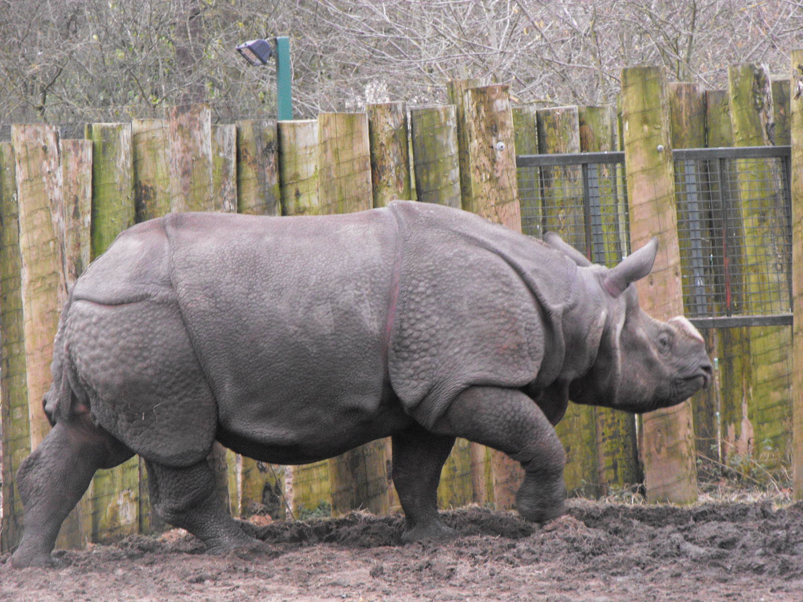 Baabu New Indian Rhino