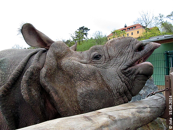 Baabuu at Zoo Pilsen, 15 April 2014