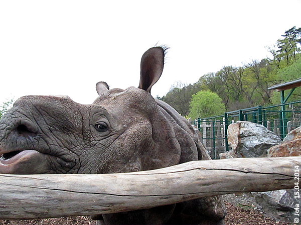 Baabuu at Zoo Pilsen, 15 April 2014