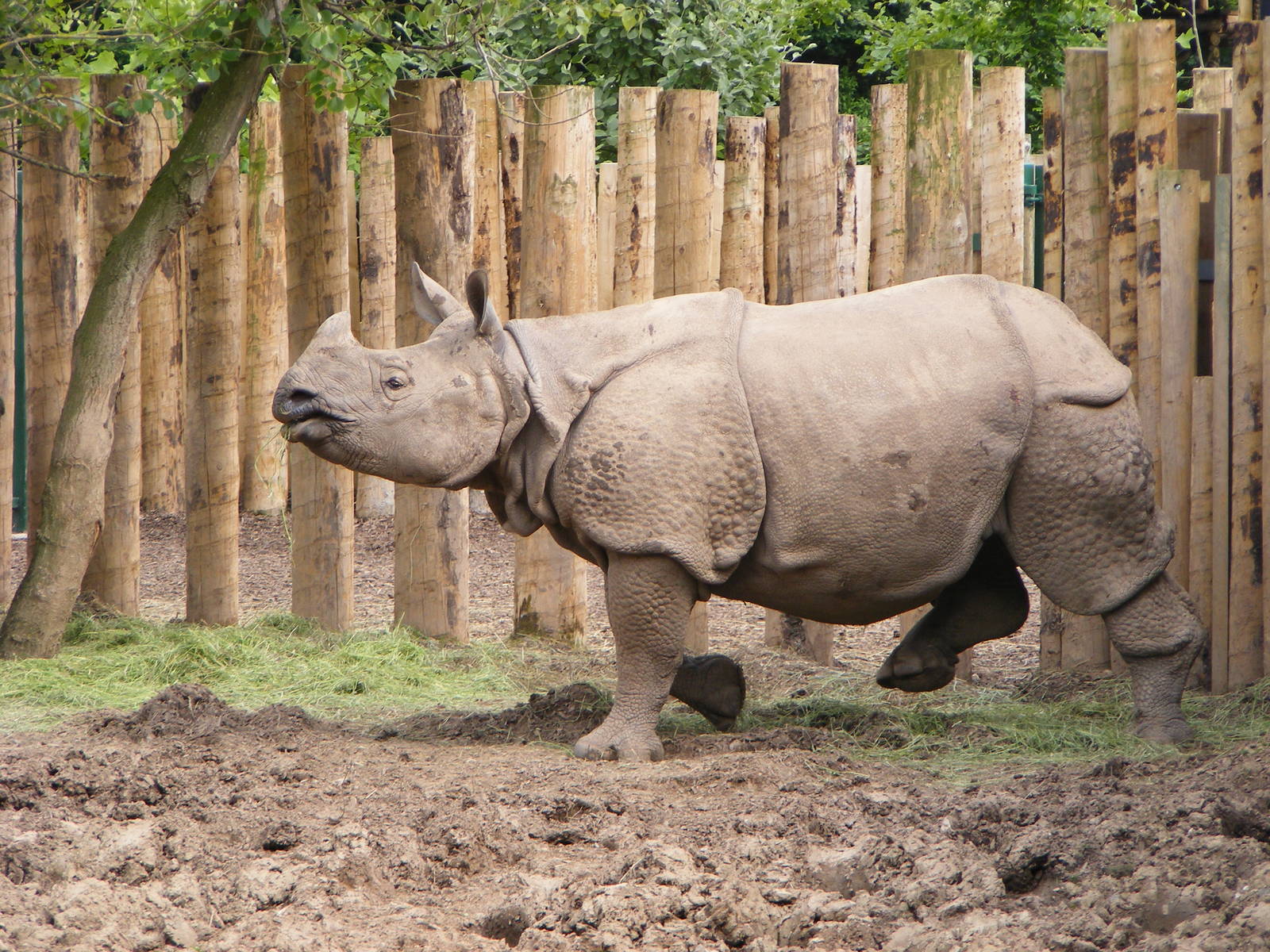 Baatschi - Female Indian Rhino