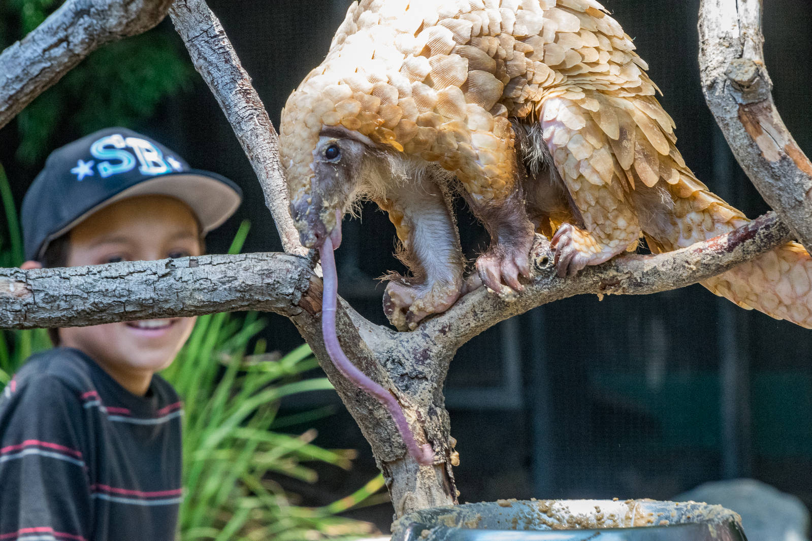 Baba, the African White Bellied Tree Pangolin