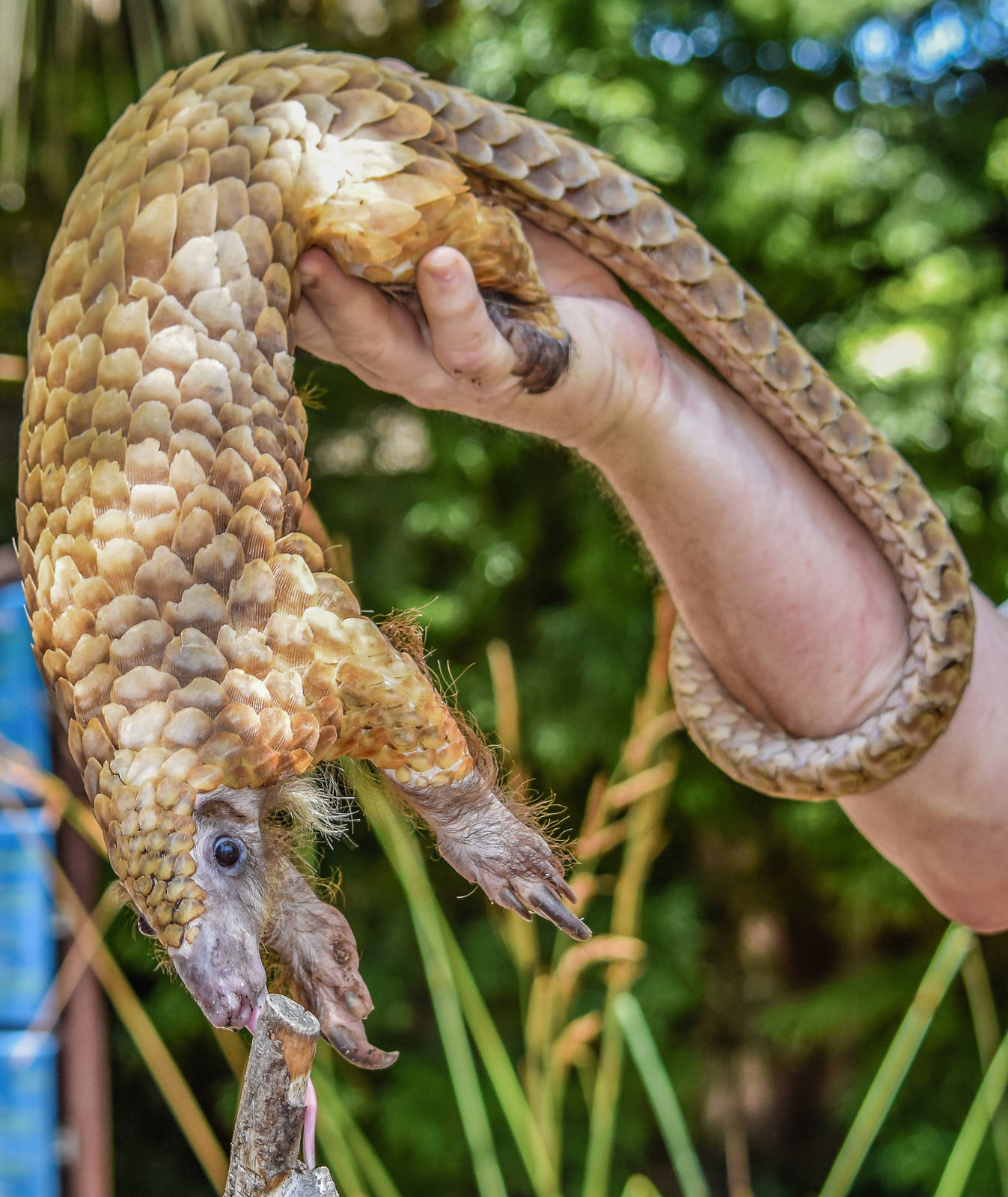 Baba, the African White Bellied Tree Pangolin