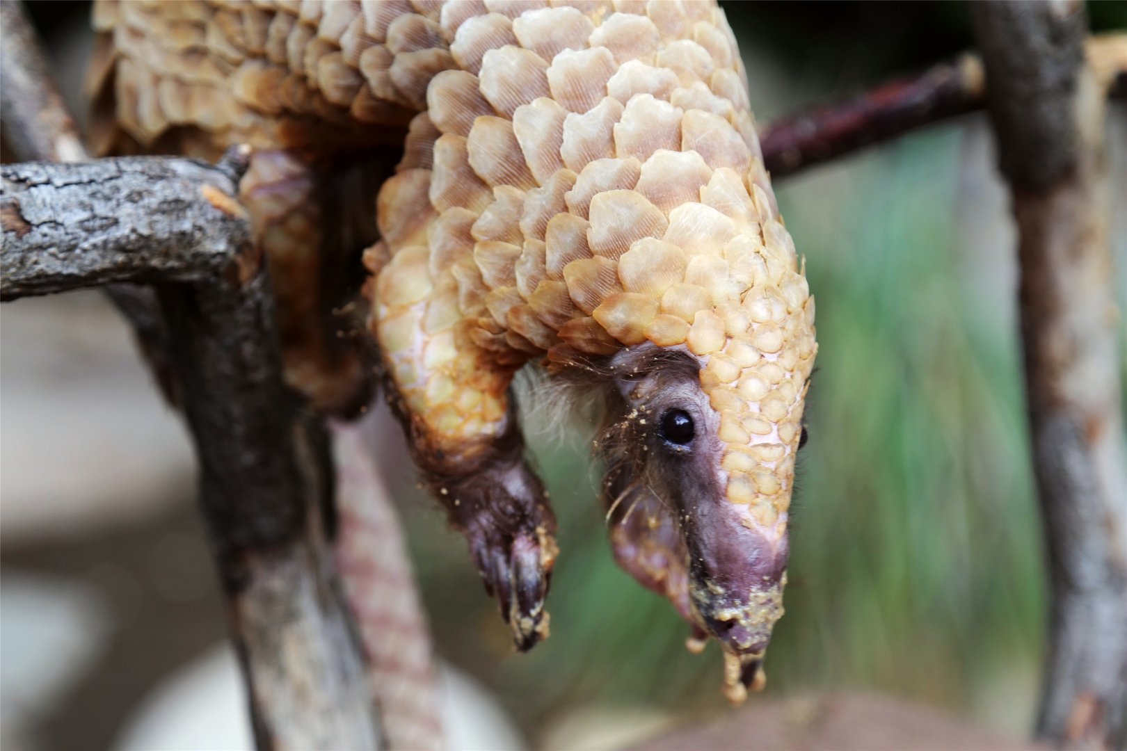 Baba the tree pangolin (Phataginus tricuspis) , December 2015
