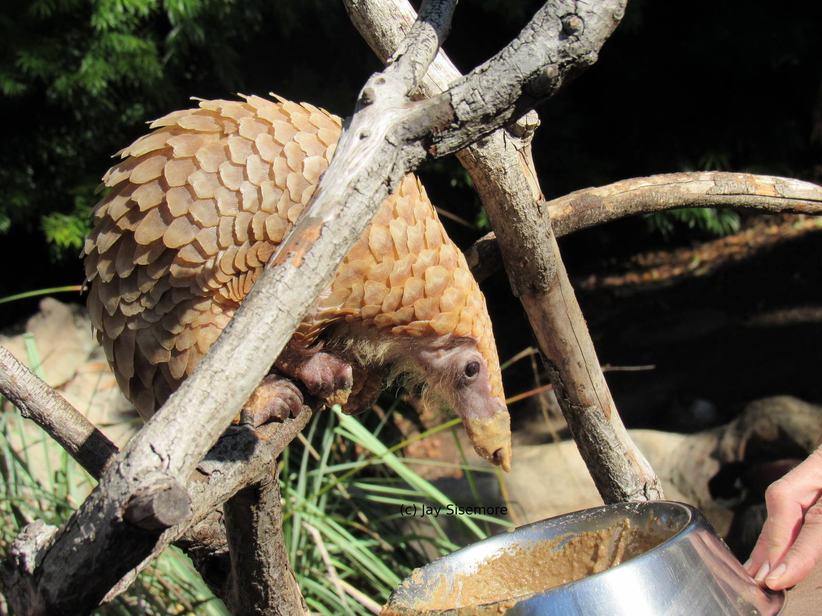 Baba the White-Bellied Tree Pangolin